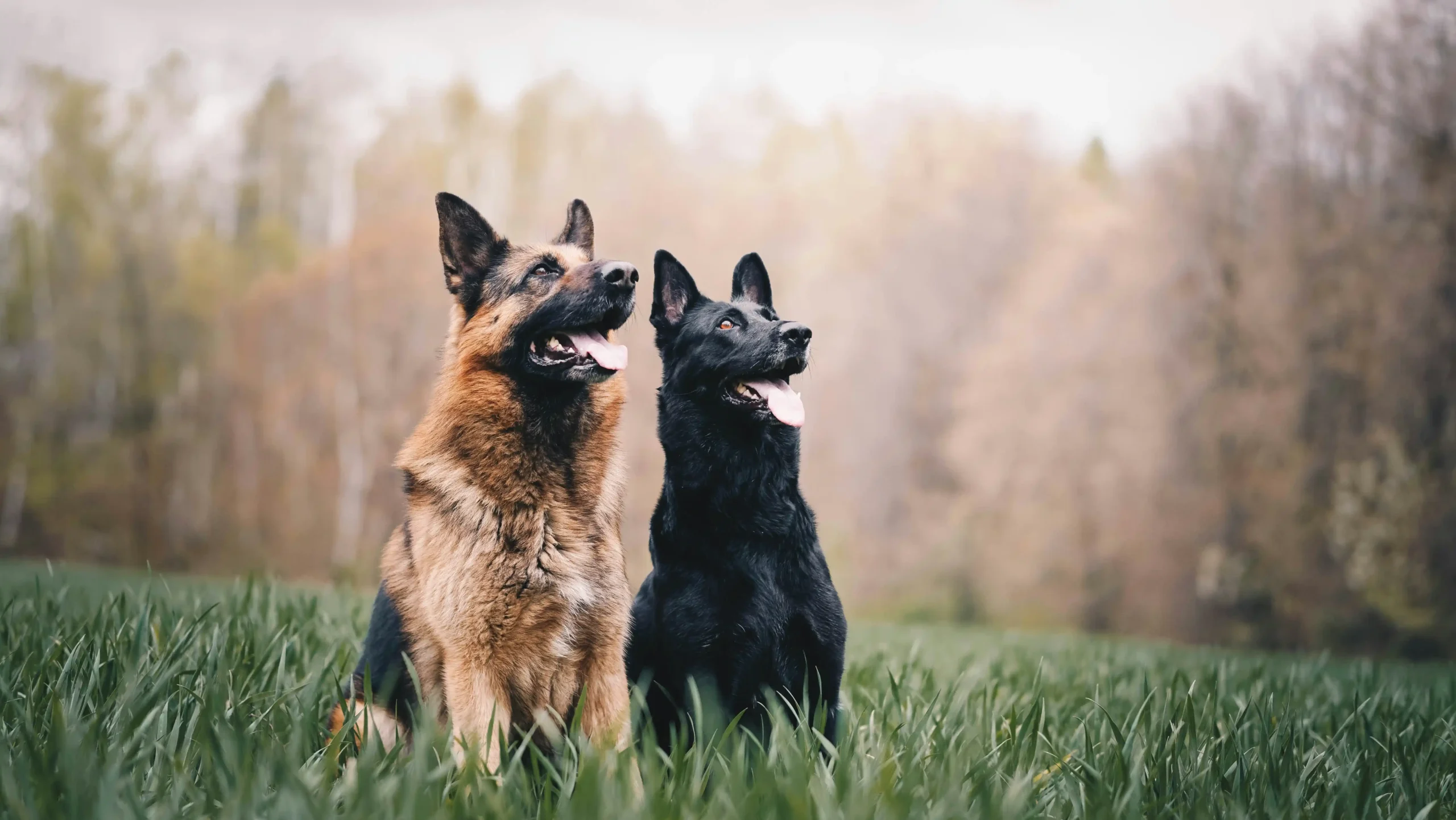 anna-dudkova-Y9XRyobtsBI-unsplash anna-dudkova-Y9XRyobtsBI-unsplash